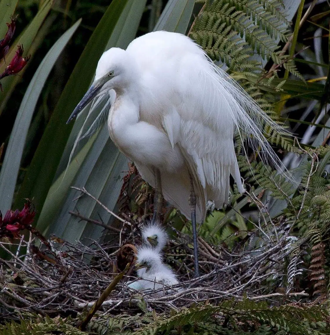 White kōtuku in native bush